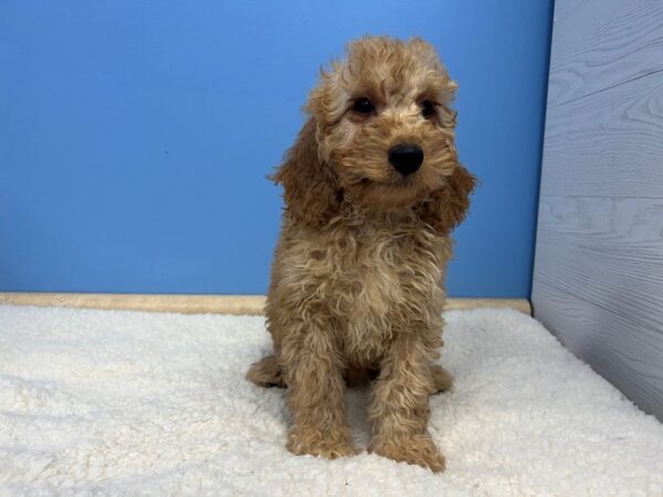 Goldendoodle Mini 2nd Gen Dog Male Red 21567 Petland Batavia, Illinois