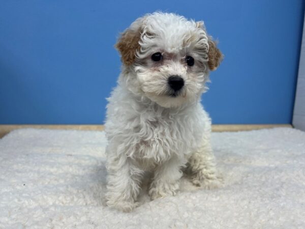 Malti Poo Dog Female White / Tan 21577 Petland Batavia, Illinois