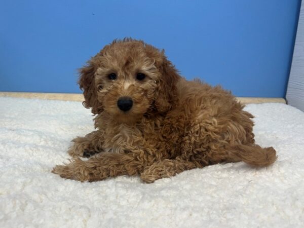 Goldendoodle Mini 2nd Gen Dog Female Red 21569 Petland Batavia, Illinois