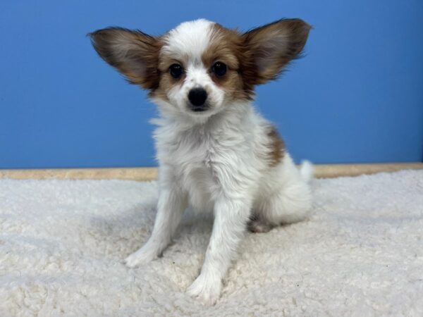 Papillon Dog Female Tri-Colored 21590 Petland Batavia, Illinois