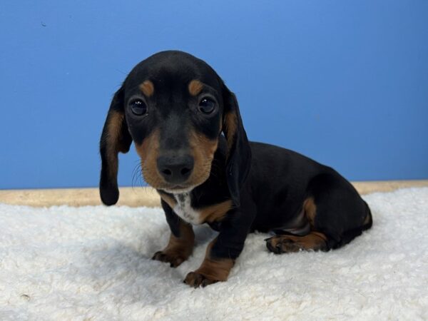 [#21588] Black / Tan Male Dachshund Puppies For Sale