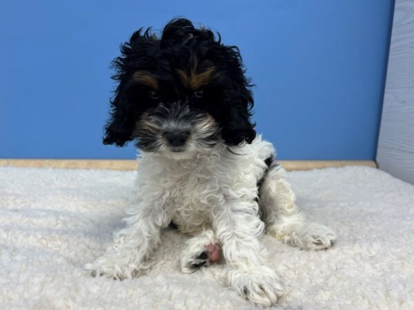 Cock A Poo-Dog-Female-Tri-Colored-21594-Petland Batavia, Illinois