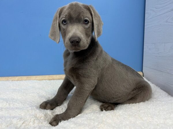 Labrador Retriever-Dog-Male-Silver-21589-Petland Batavia, Illinois