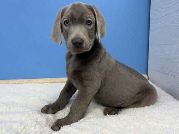 Labrador Retriever Dog Male Silver 21589 Petland Batavia, Illinois