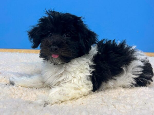 Havanese Dog Male Black & White 21595 Petland Batavia, Illinois