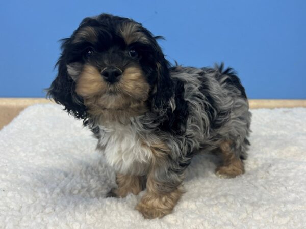 Cock A Poo Dog Male Blue Merle 21604 Petland Batavia, Illinois