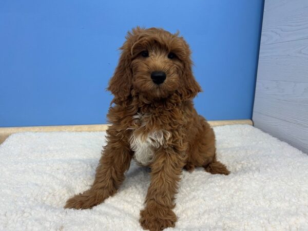 Goldendoodle Mini 2nd Gen DOG Female Red, White Markings 21602 Petland Batavia, Illinois