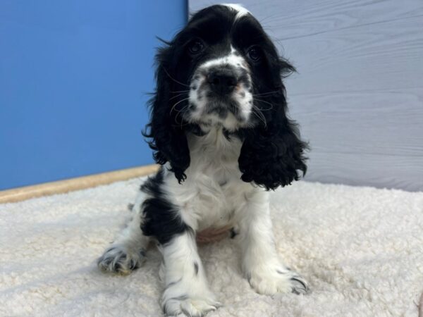 Cocker Spaniel Dog Male Black and White 21603 Petland Batavia, Illinois