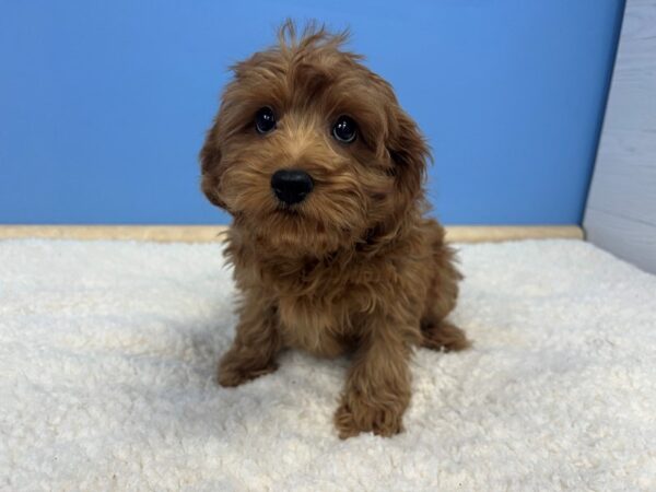 Cava Poo Dog Male Red 21596 Petland Batavia, Illinois