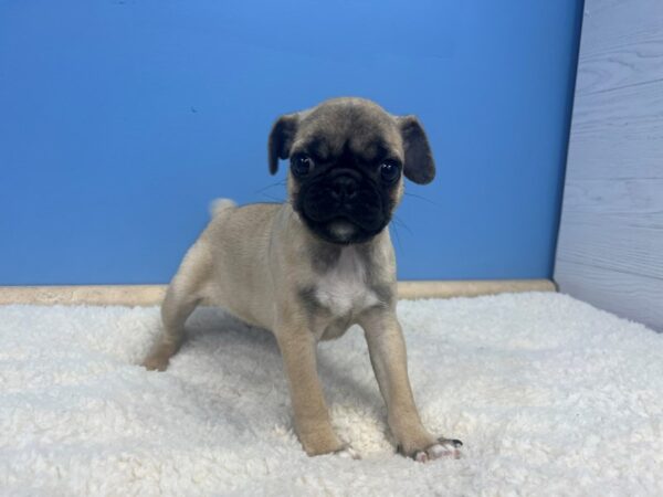 Pug Dog Male Fawn 21617 Petland Batavia, Illinois