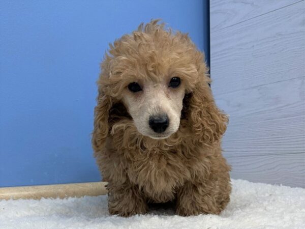 [#21600] Red Female Poodle Mini Puppies For Sale