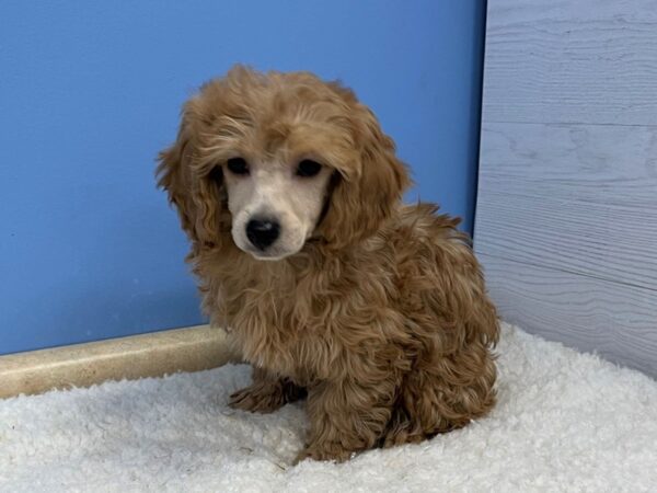 Poodle Mini Dog Female Red 21599 Petland Batavia, Illinois