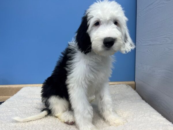 [#21616] Black / White Male Sheepadoodle 2nd Generation Puppies For Sale