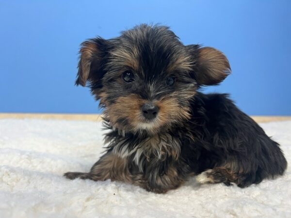 Yorkshire Terrier-Dog-Male-Black and Tan-21626-Petland Batavia, Illinois