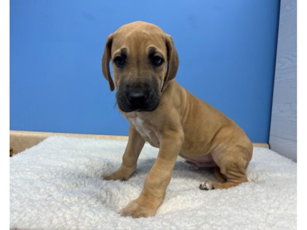 [#21622] Fawn Male Great Dane Puppies For Sale