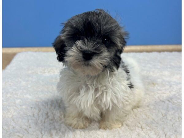 Havanese Dog Female Gold Sable 21623 Petland Batavia, Illinois