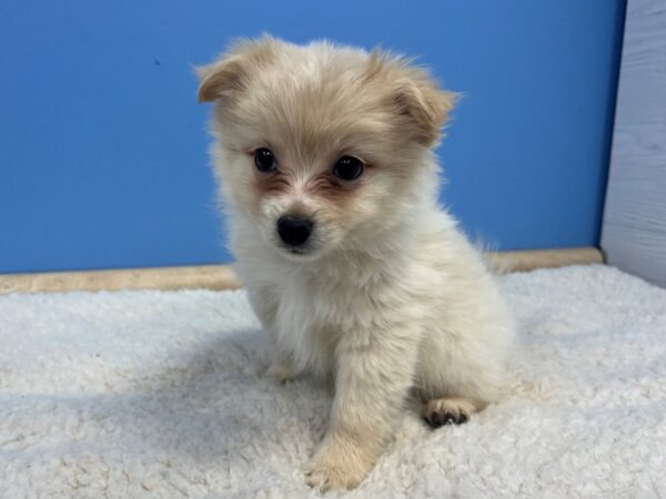 Pomeranian Dog Male Cream 21625 Petland Batavia, Illinois