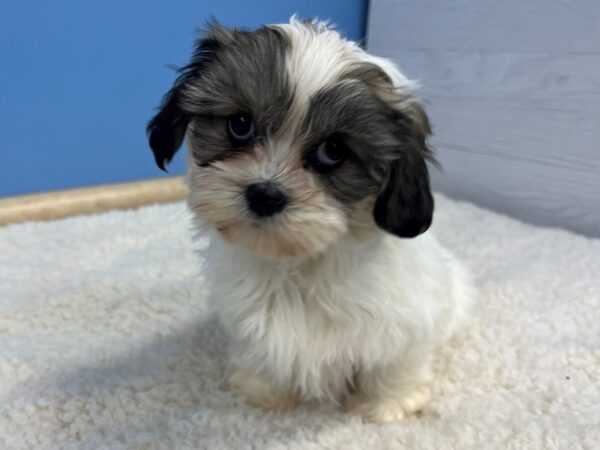 Lhasa Apso Dog Female Grizzle 21624 Petland Batavia, Illinois