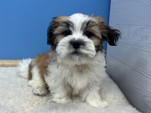 Mal Shi Dog Male Gold / White 21607 Petland Batavia, Illinois