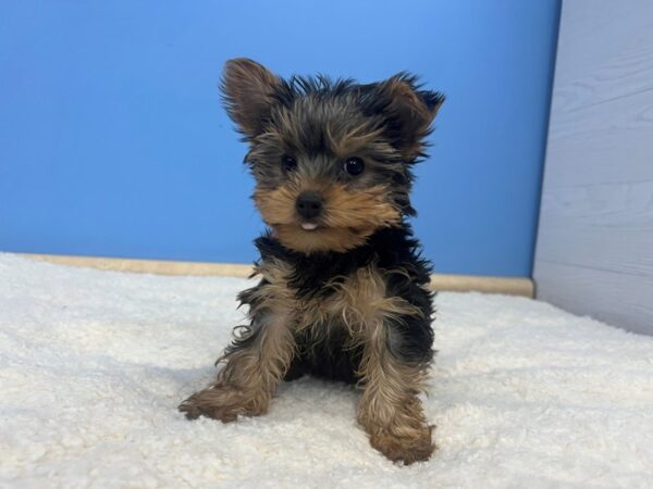 [#21631] Black and Tan Male Yorkshire Terrier Puppies For Sale