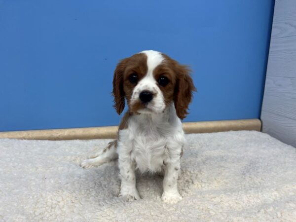 [#21627] Blenheim Female Cavalier King Charles Spaniel Puppies For Sale