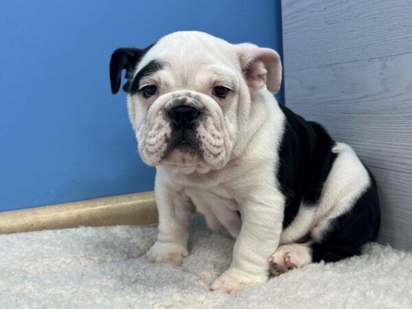 English Bulldog-Dog-Male-Black and White-21628-Petland Batavia, Illinois