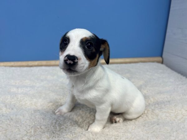 Jack Russell Terrier Dog Female Tri-Colored 21635 Petland Batavia, Illinois