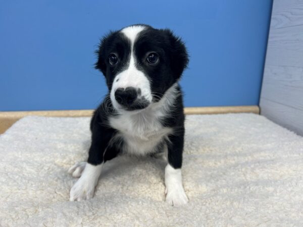 Border Collie Dog Female Black / White 21643 Petland Batavia, Illinois