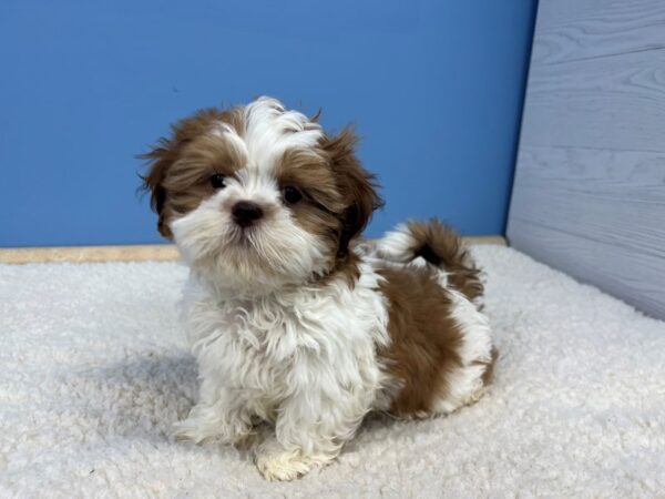 Shih Tzu Dog Male Gold / White 21637 Petland Batavia, Illinois