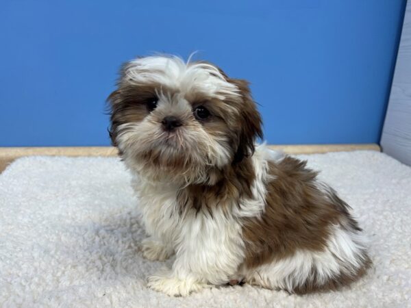 Shih Tzu Dog Female Black Gold / White 21638 Petland Batavia, Illinois