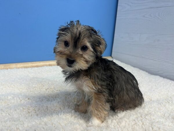 Morkie Dog Female Black and Tan, White Markings 21642 Petland Batavia, Illinois