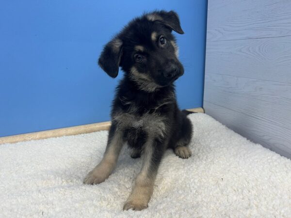 German Shepherd Dog Dog Male Black / Tan 21632 Petland Batavia, Illinois