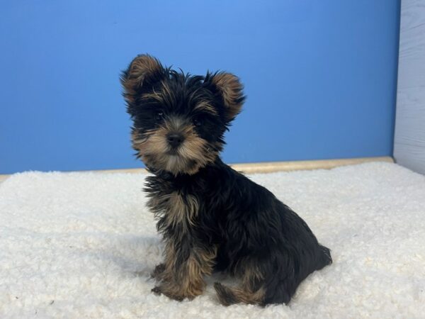 Yorkshire Terrier Dog Female Black and Tan 21647 Petland Batavia, Illinois