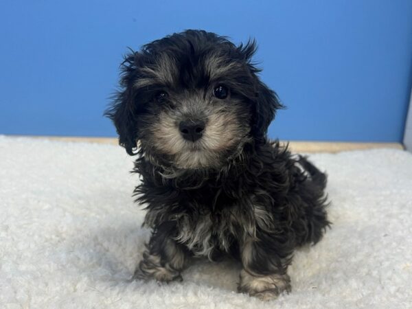 Havanese Dog Female Black and Tan 21646 Petland Batavia, Illinois