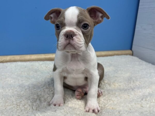 Frenchton-Dog-Male-Lilac / White-21640-Petland Batavia, Illinois