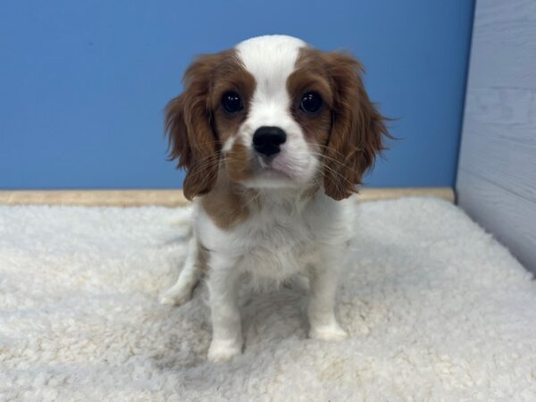 Cavalier King Charles Spaniel-Dog-Male-Blenheim-21639-Petland Batavia, Illinois