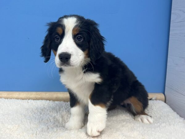 Bernese Mountain Dog Dog Female Black and Tan, White Markings 21656 Petland Batavia, Illinois