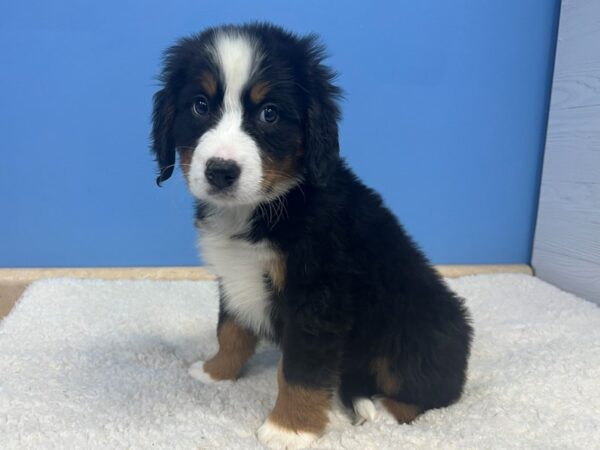 Bernese Mountain Dog-Dog-Male-Black and Tan, White Markings-21655-Petland Batavia, Illinois