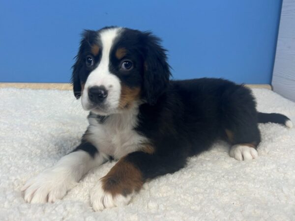 Bernese Mountain Dog-Dog-Male-Black and Tan, White Markings-21654-Petland Batavia, Illinois