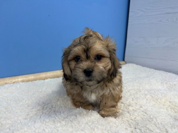 Teddy Bear-Dog-Male-Sable-21651-Petland Batavia, Illinois