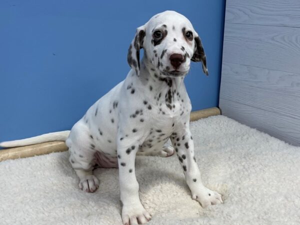 Dalmatian Dog Male White and Liver Brown 21648 Petland Batavia, Illinois