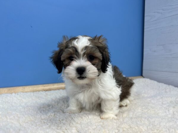 Teddy Bear Dog Male Brown and White 21652 Petland Batavia, Illinois