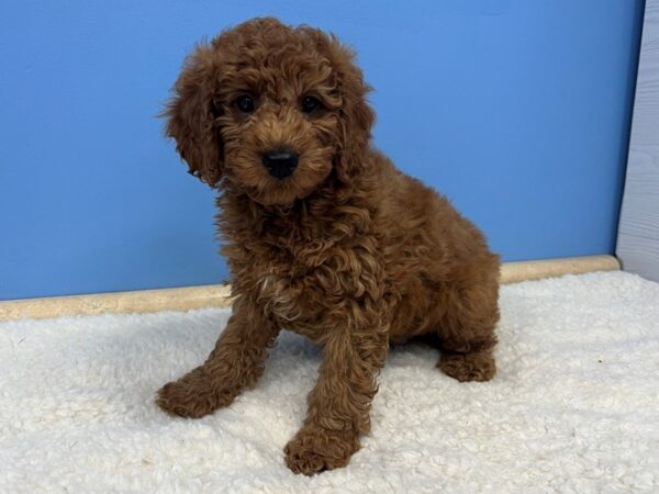 Goldendoodle Mini 2nd Gen Dog Male Red, White Markings 21601 Petland Batavia, Illinois