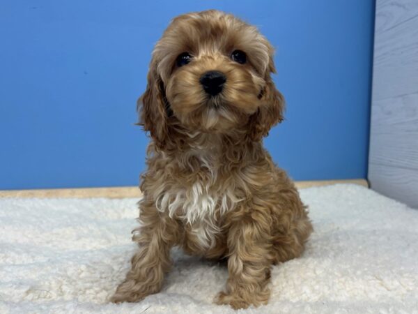 Cock A Poo Dog Female Apricot, White Markings 21605 Petland Batavia, Illinois