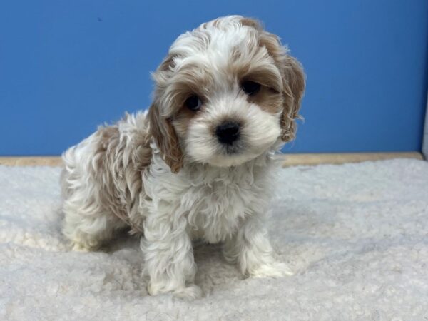 Cock A Poo Dog Female Buff and White 21606 Petland Batavia, Illinois