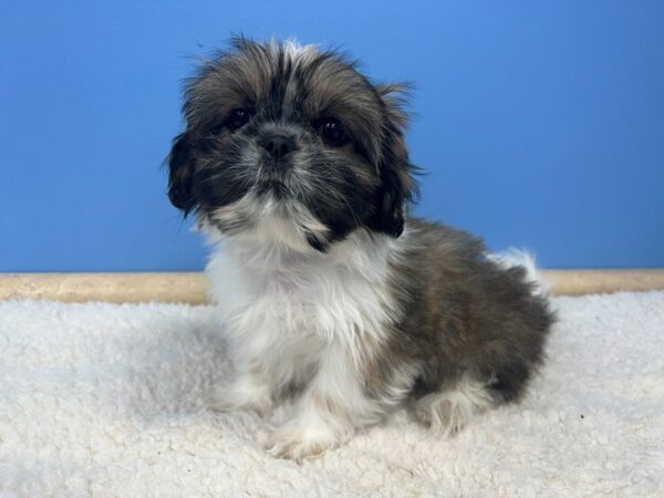 Shih-Peke-Dog-Male-Gold, White Markings-21608-Petland Batavia, Illinois