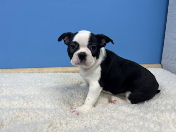 Boston Terrier Dog Female Black / White 21614 Petland Batavia, Illinois