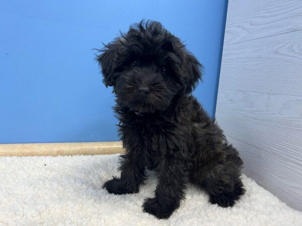 Miniature Whoodle Dog Female Black 21612 Petland Batavia, Illinois