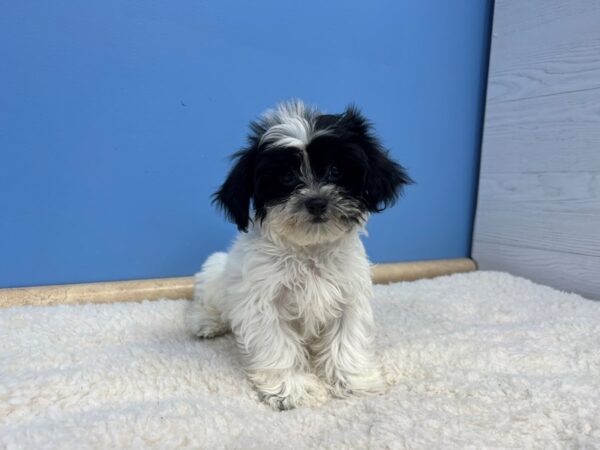 Teddy Bear Dog Female White / Black 21611 Petland Batavia, Illinois