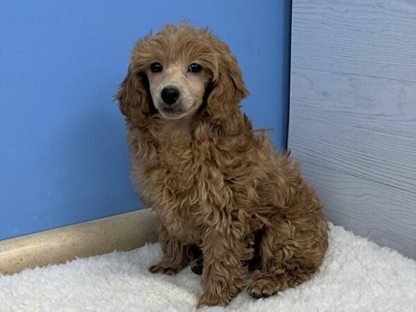 Poodle Mini Dog Female Red 21598 Petland Batavia, Illinois